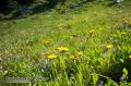 _IGP6096 dandelions